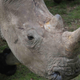 File photo of Vince. (Image: Thoiry Zoo)